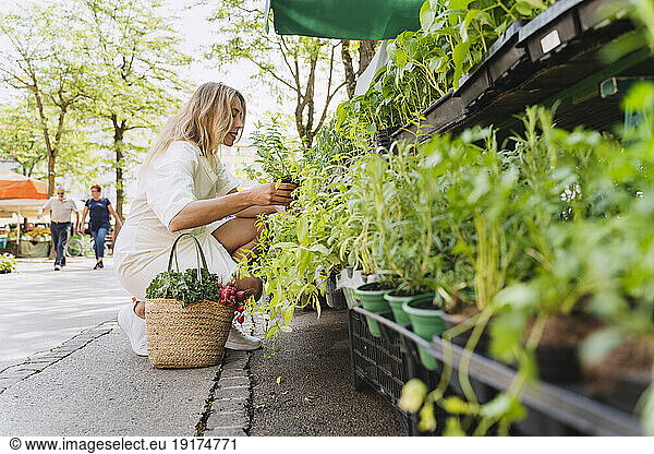 Smiling woman choosing mint plant in market