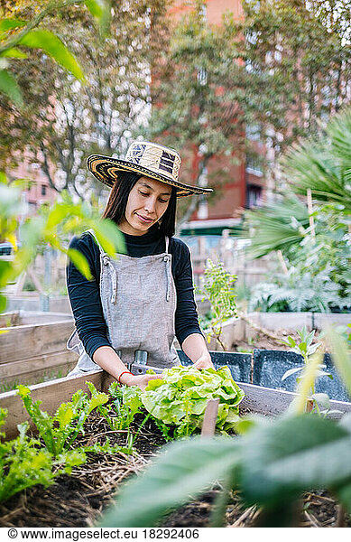 Smiling woman harvesting lettuce in urban garden