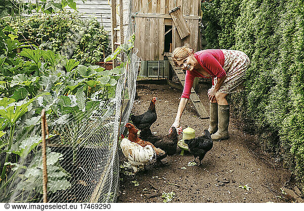 Smiling woman stroking chicken in garden