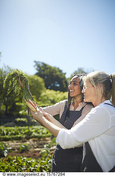 Smiling women harvesting carrots in sunny vegetable garden
