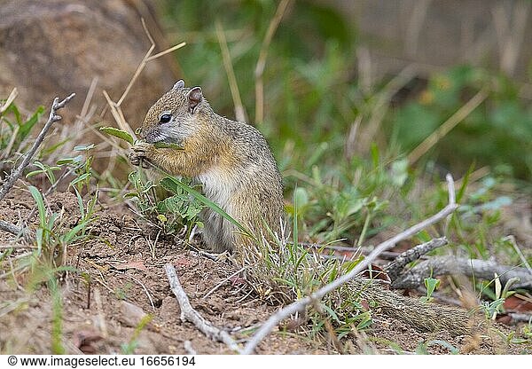 Smith's Bush Squirrel (Paraxerus cepapi)  Seitenansicht eines erwachsenen Tieres beim Fressen einer Pflanze  Mpumalanga  Südafrika.