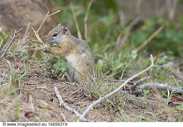 Smith's Bush Squirrel (Paraxerus cepapi)  Seitenansicht eines erwachsenen Tieres beim Fressen einer Pflanze  Mpumalanga  Südafrika.