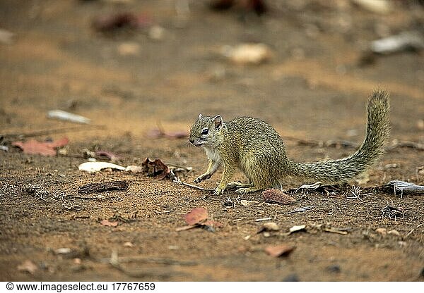 Smith's bush squirrel (Paraxerus cepapi)  smith's bush squirrel  adult foraging  Kruger National Park  South Africa  Africa