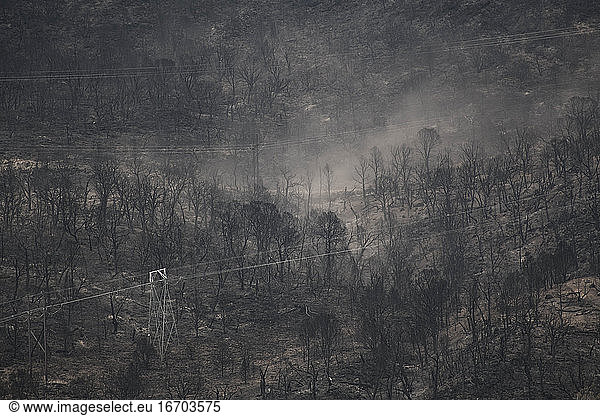 Smoke emitting from wildfire in forest