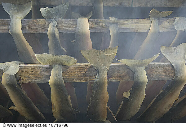 Smoked char  which takes four days to cure in the cold smokera t a farm in Eqaluit Akia    Greenland.