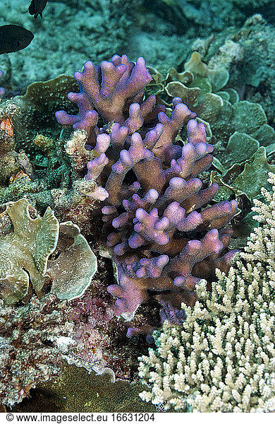 Smooth cauliflower Coral (Stylophora pistillata). Heron Island. Great ...