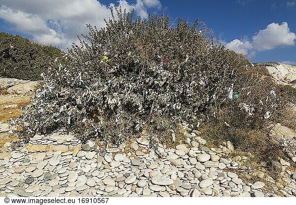 Smooth pebbles and Wish tree with prayer offerings tied to branches at Petra tou Romiou beach where according to legend is the spot where Aphrodite the Goddess of Love and Beauty was born  Pafos  Cyprus.