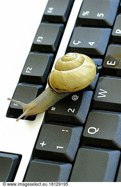 Snail on keyboard of computer  slow internet  slowness  slow  snail pace