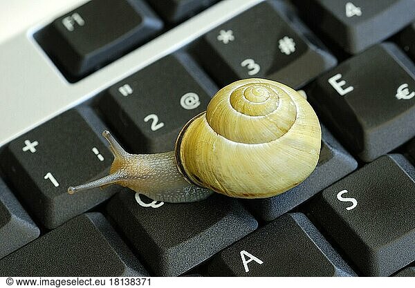 Snail on keyboard of computer  slow internet  slowness  slow  snail pace