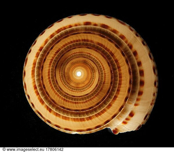 Snail shell in transmitted light  studio shot  Germany  Europe