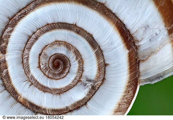 Snail shell of a heath snail (Xerolenta obvia)