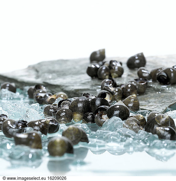 Snails on crushed ice  close-up