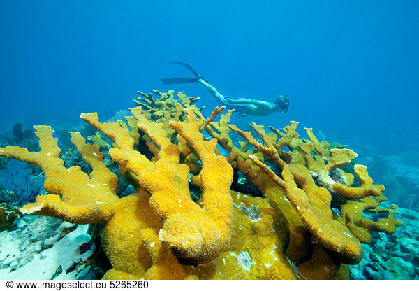 Snorkeler on coral reef