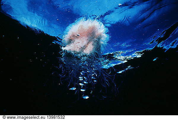Snotty Blubber  a large jellyfish