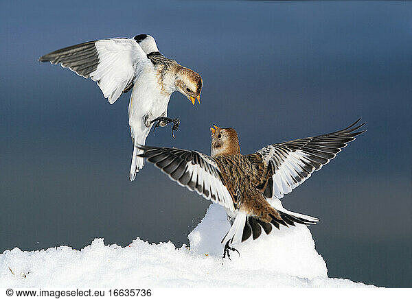 snow bunting (Plectrophenax nivalis) male and female fighting amongst snow  Scotalnd