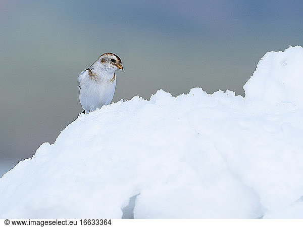 Snow bunting (Plectrophenax nivalis) standing on snow  Scotland