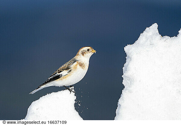 Snow bunting (Plectrophenax nivalis) standing on snow  Scotland