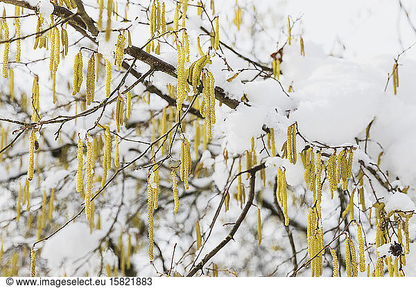 Snow-covered alder tree branch