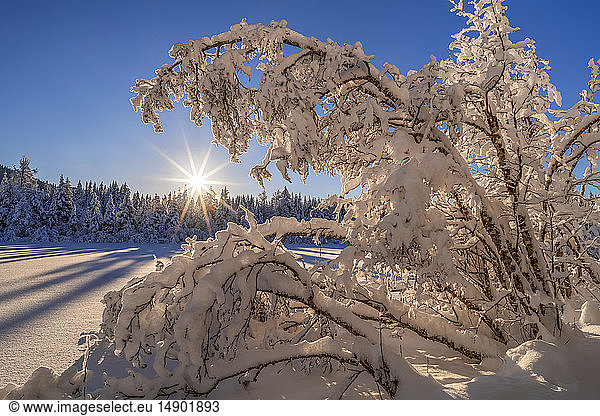 Snow-covered alders on a winter afternoon at Mendenhall Recreation Area; Juneau  Alaska  United States of America