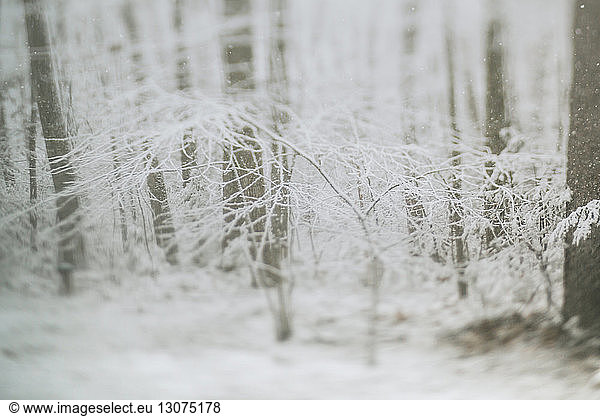 Snow covered bare trees in forest during snowfall