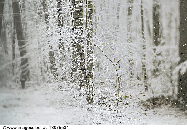 Snow covered bare trees in woodland during snowfall