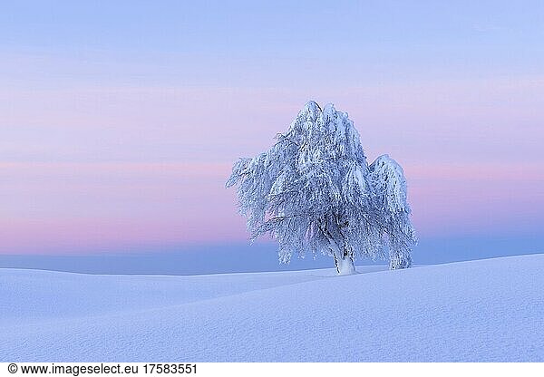 Snow covered beech tree  Winbuche  at dawn  Winter  Schauinsland  Black Forest  Freiburg im Breisgau  Baden Wurttemberg  Germany  Europe