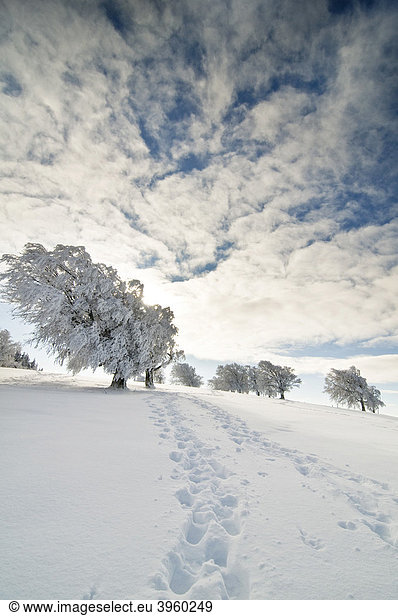 Snow-covered beech trees in winter  South Black Forest  Baden-Wuerttemberg  Germany