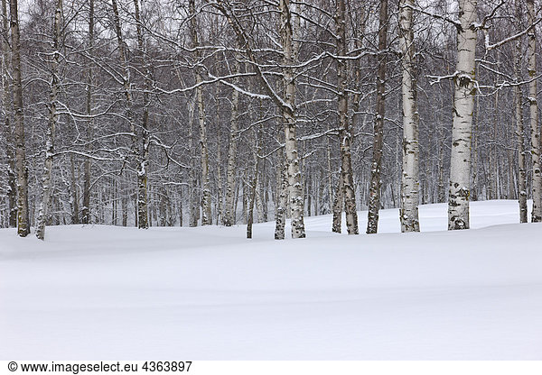 Snow covered birch forest in Russian Jack Springs Park  Anchorage  Southcentral Alaska  Winter