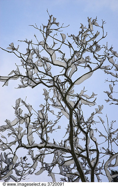 Snow covered branches in front of a blue sky