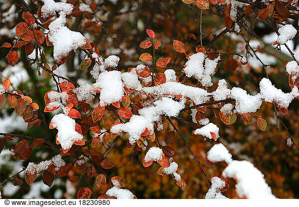 Snow covered branches in winter