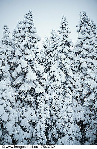 Snow covered coniferous trees