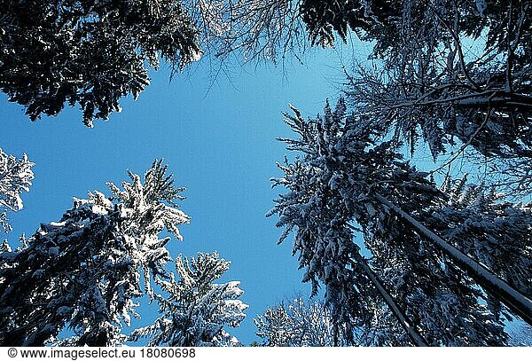 Snow covered coniferous trees  Schneebedeckte Nadelbäume  Europa  Pflanzen  von unten  from below  Winter  Nadelwald  coniferous forest  Querformat  horizontal