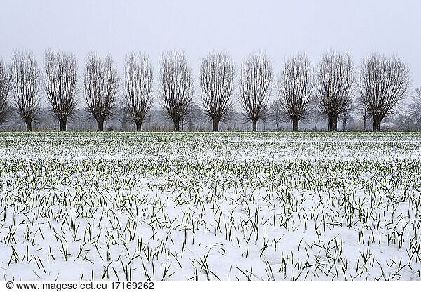 Snow-covered field in winter with willow tree windbreak in background