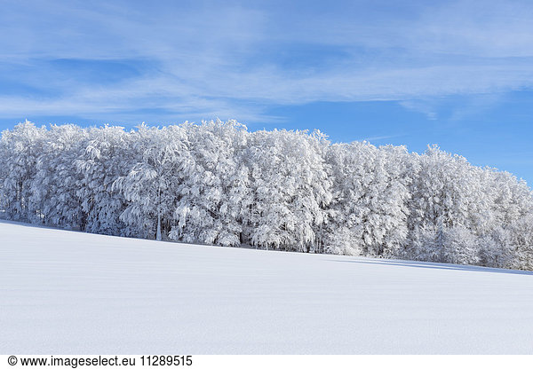 Snow Covered Hardwood Forest in Winter  Schauinsland  Black Forest  Freiburg im Breisgau  Baden-Wurttemberg  Germany