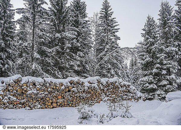 Snow covered logs in front of pine trees at Harz National Park  Wernigerode  Saxony-Anhalt  Germany