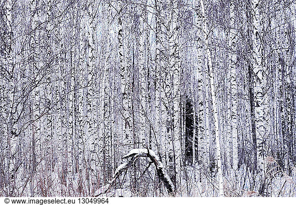 Snow covered on tree trunks in forest