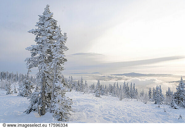 Snow covered pine trees and landscape at Sheregesh  Russia