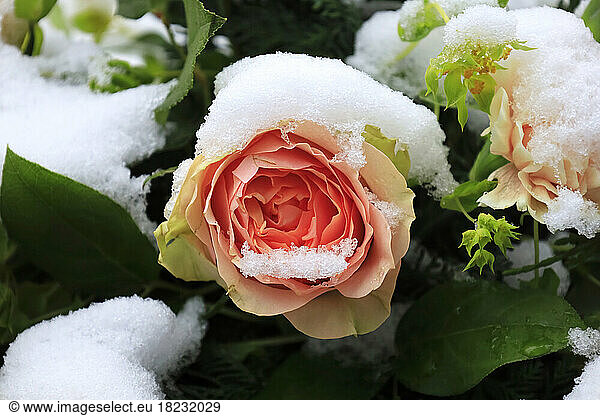 Snow covered rose in winter