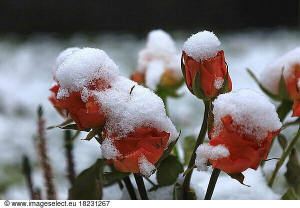 Snow covered roses in winter