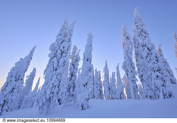 Snow Covered Spruce Trees at Dawn in Winter  Niskala  Kuusamo  Nordoesterbotten  Finland