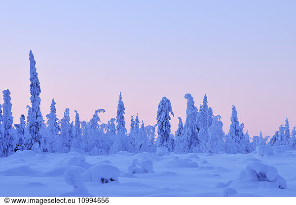 Snow Covered Spruce Trees at Dusk in Winter  Nissi  Kuusamo  Nordoesterbotten  Finland