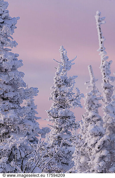 Snow covered spruce trees at sunrise