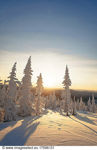 Snow covered spruce trees at sunset  Sheregesh  Russia