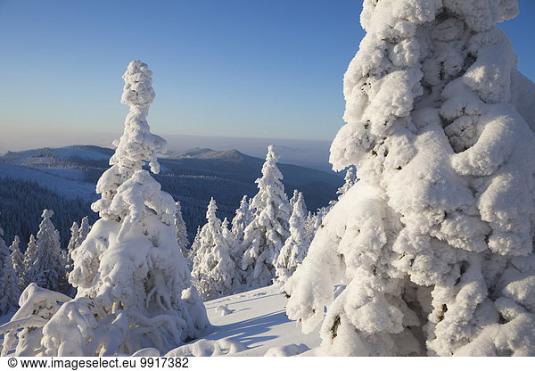 Snow Covered Spruce Trees  Grosser Arber  Bavarian Forest  Bavaria  Germany