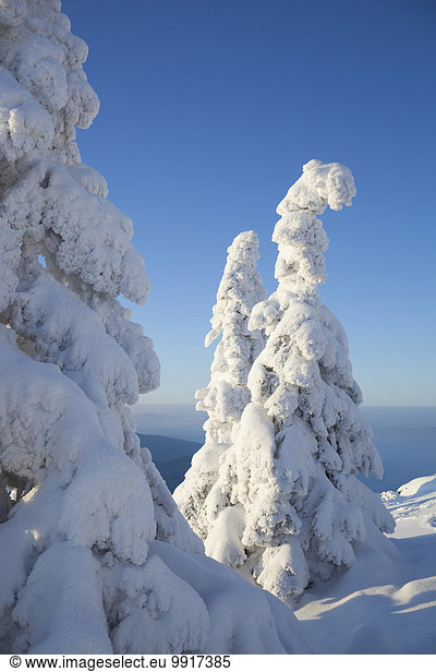 Snow Covered Spruce Trees  Grosser Arber  Bavarian Forest  Bavaria  Germany
