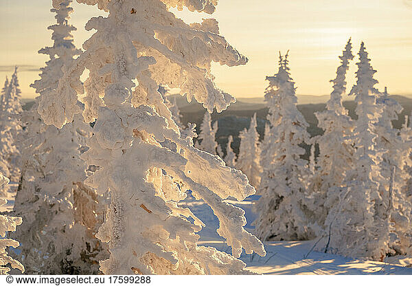 Snow covered spruce trees in forest at sunrise  Sheregesh  Russia