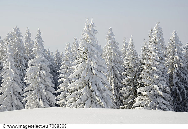 Snow-covered Spruce trees (Picea abies) in a winter landscape  near Elbach  Leitzachtal valley  Upper Bavaria  Germany  Europe
