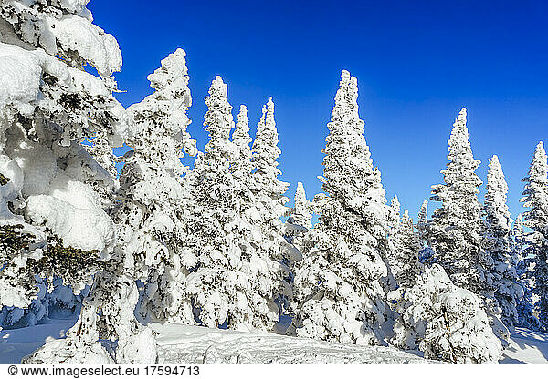 Snow covered spruce trees with blue sky in background  Sheregesh  Russia