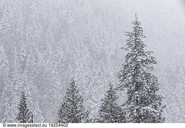 Snow-covered spruce trees with snow falling  partially obscuring spruce forest in the background  wintertime; Three Valley Gap  British Columbia  Canada