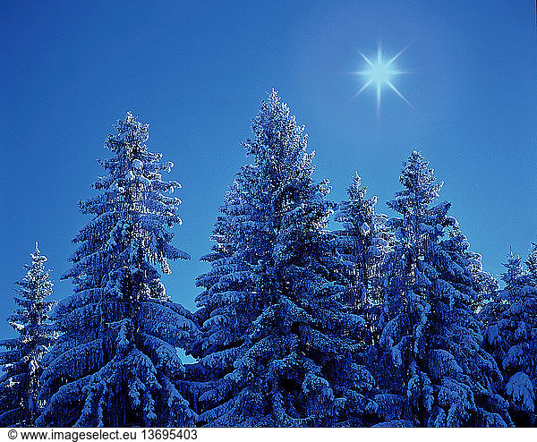 Snow-covered spruces on a sunny winter day in Bavaria  Germany.